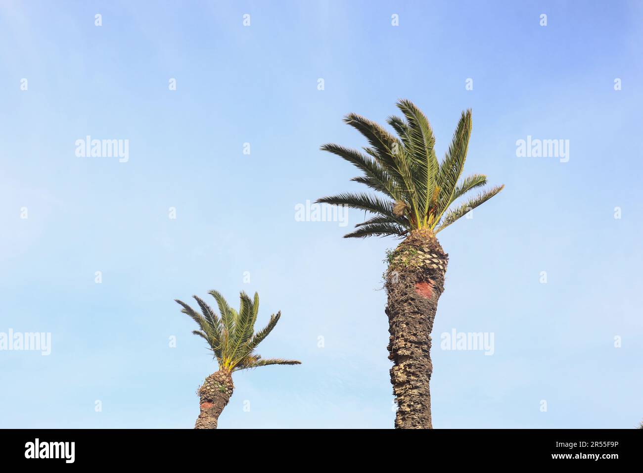 Two Palm Trees Isolated in Blue Bright Sky Stock Photo