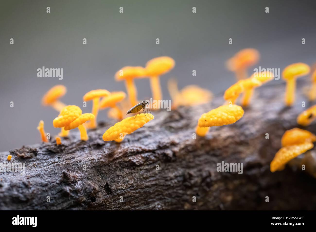 A tiny insect standing on favolaschia calocera, commonly known as the orange pore fungus. Stock Photo