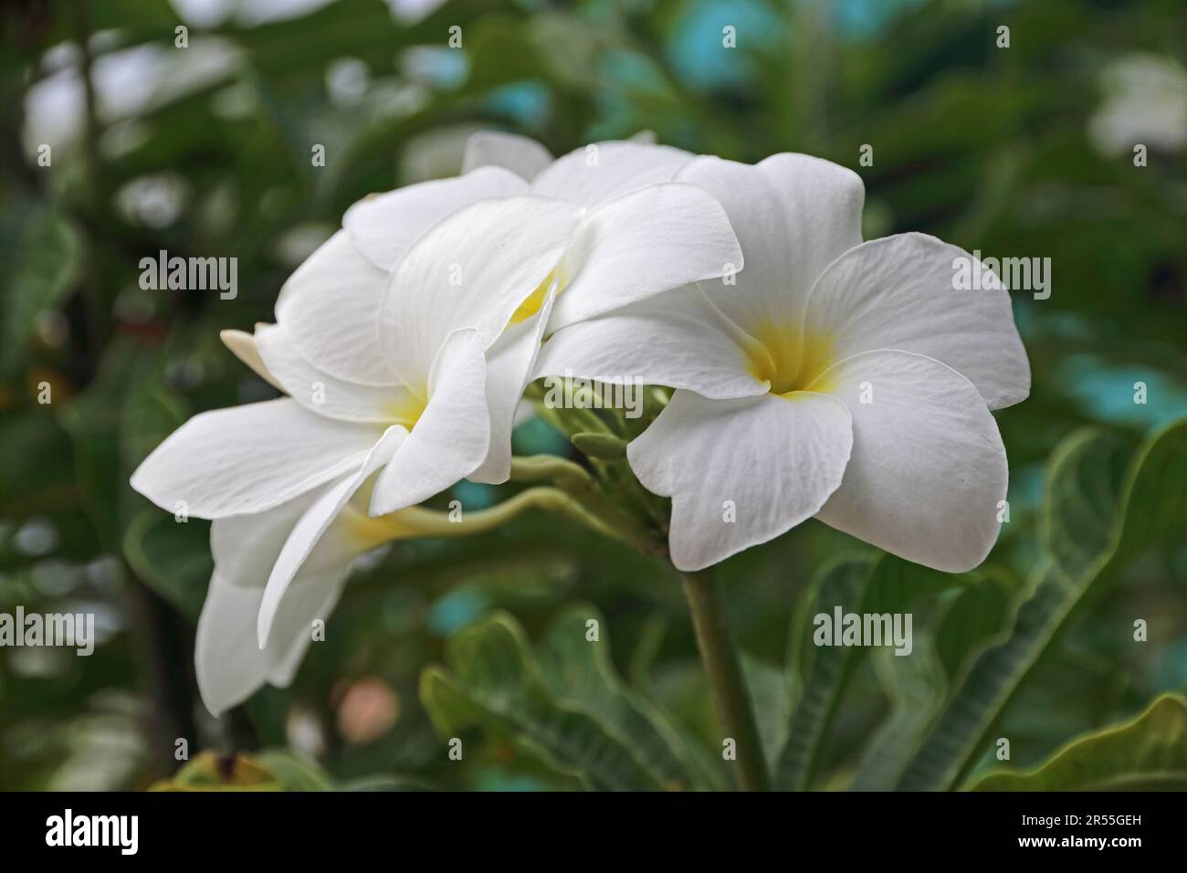 White Frangipani flowers Stock Photo