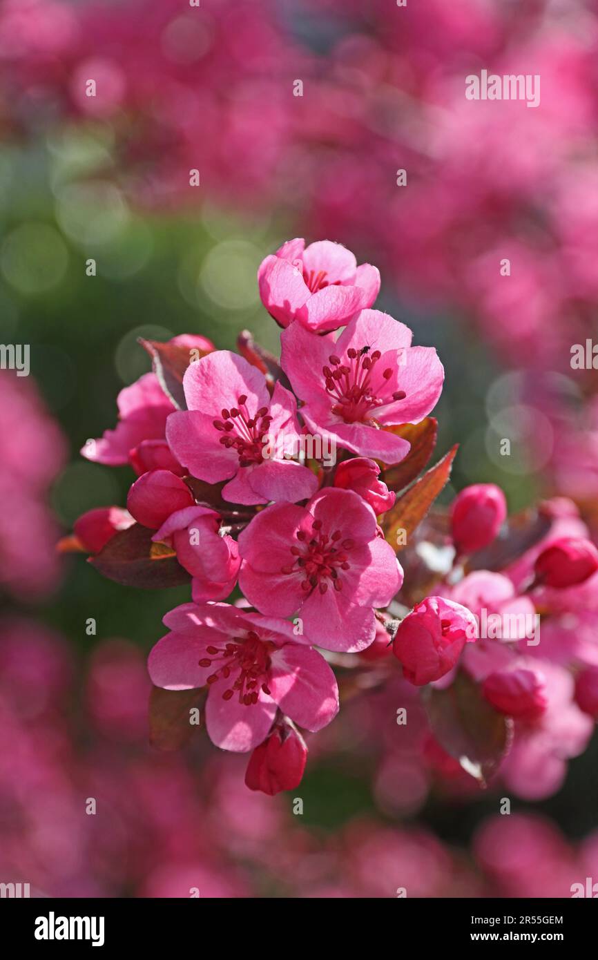 Malus cardinal crab apple tree hires stock photography and images Alamy