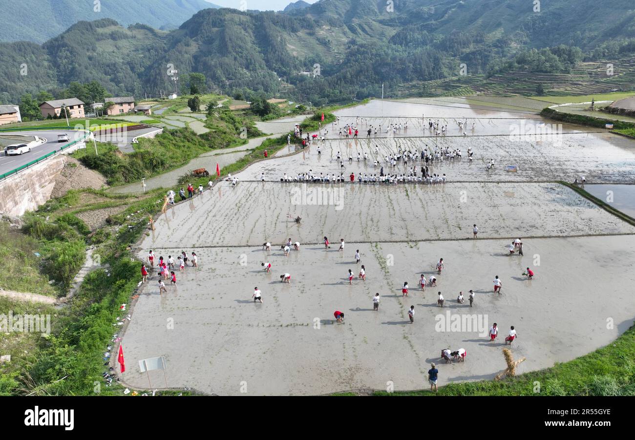 Students experience planting rice seedlings in the field to welcome the ...