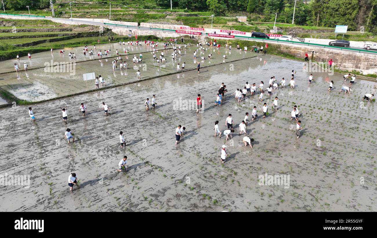 Students experience planting rice seedlings in the field to welcome the ...