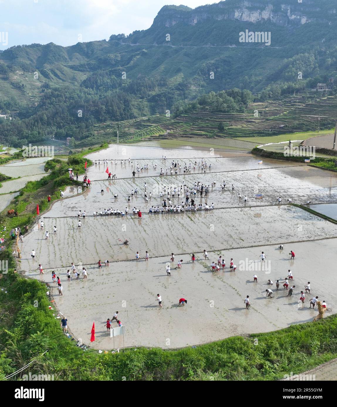 Students experience planting rice seedlings in the field to welcome the ...