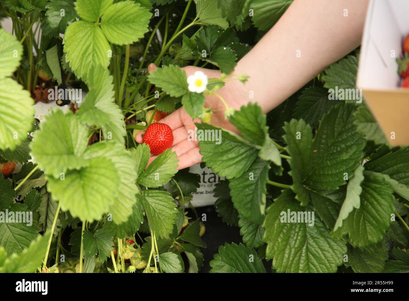 Strawberry picking at Garson Farm PYO, childs hand picking first crop