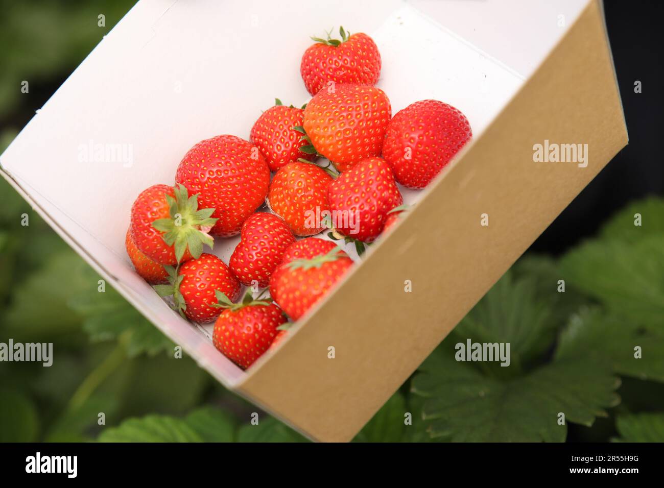 Strawberry picking at Garson Farm PYO, first crop of tunnel grown pick