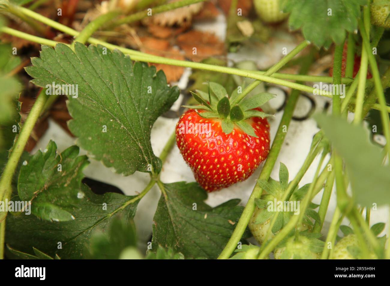 Strawberry picking at Garson Farm PYO, first crop of tunnel grown pick