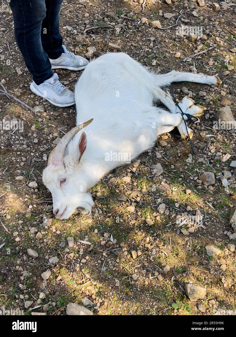 White goat lying for sacrifice on ground. Greek Easter or Islamic Sacrifice Feast (Turkish: Kurban Bayrami, Arabic: Eid Al-Adha)an important religion Stock Photo