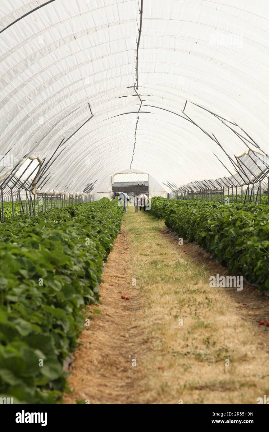 Strawberry picking at Garson Farm PYO, first crop of tunnel grown pick