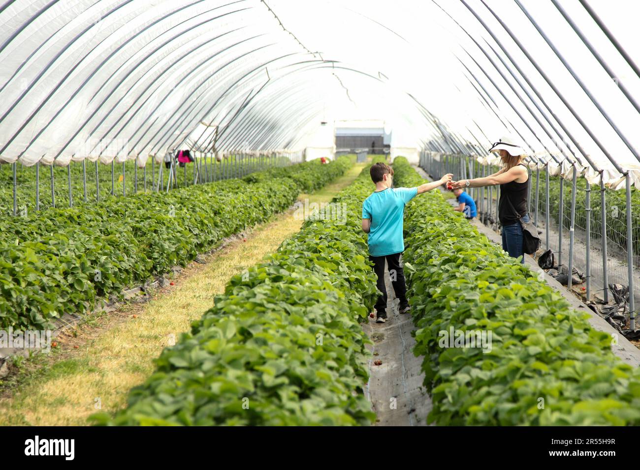 Strawberry picking at Garson Farm PYO, first crop of tunnel grown pick