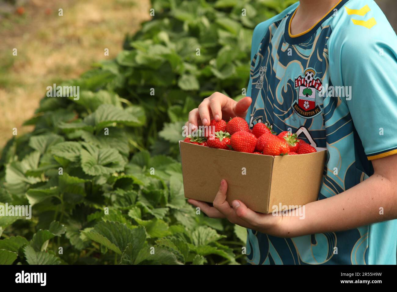 Strawberry picking at Garson Farm PYO, boy holding of