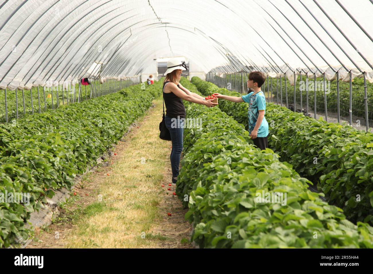 Family Strawberry picking at Garson Farm PYO, first crop of tunnel