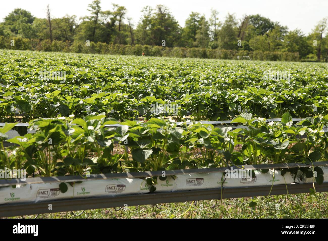 Strawberry picking at Garson Farm PYO, outdoor pick your own