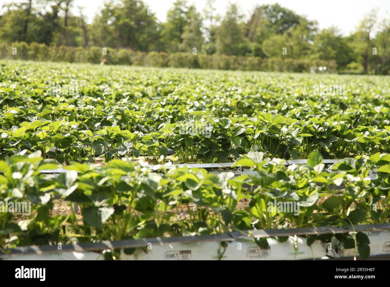 Strawberry picking at Garson Farm PYO, outdoor pick your own