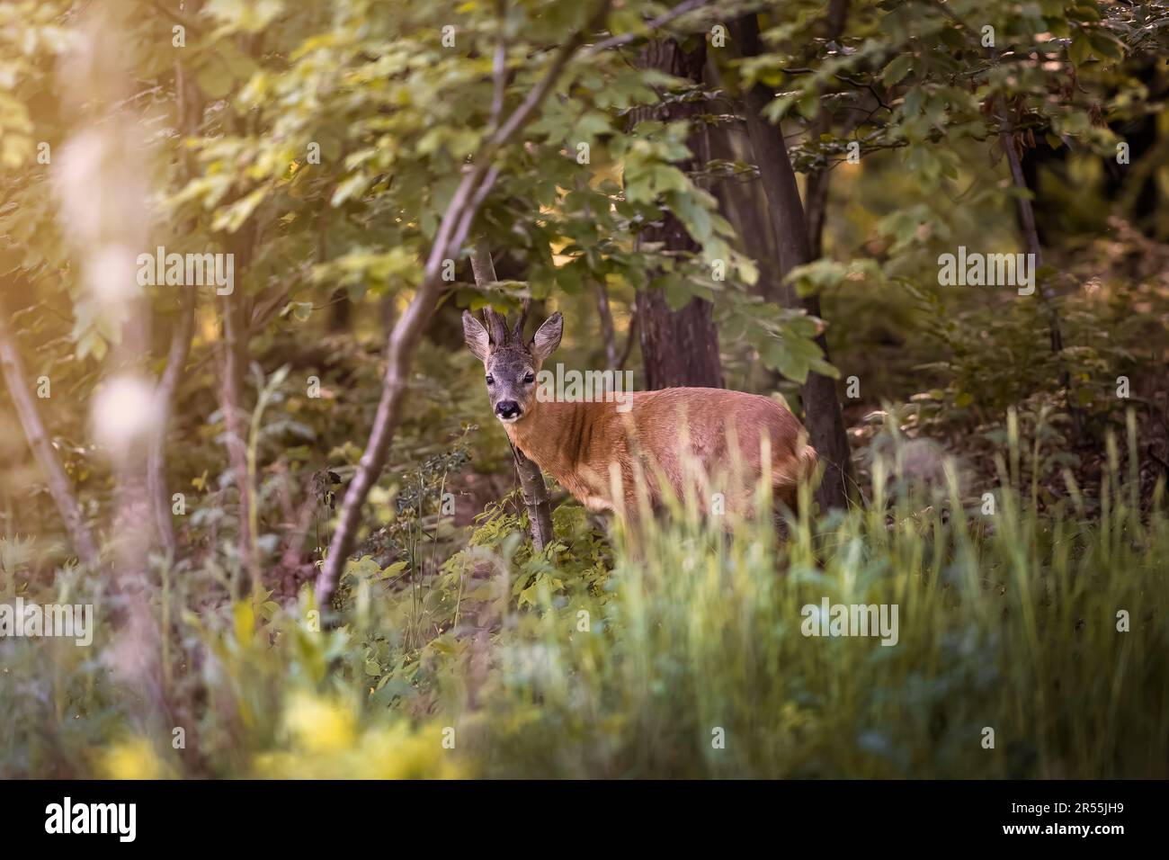 Deer, buck, with antlers in the woods in Germany, Europe Stock Photo