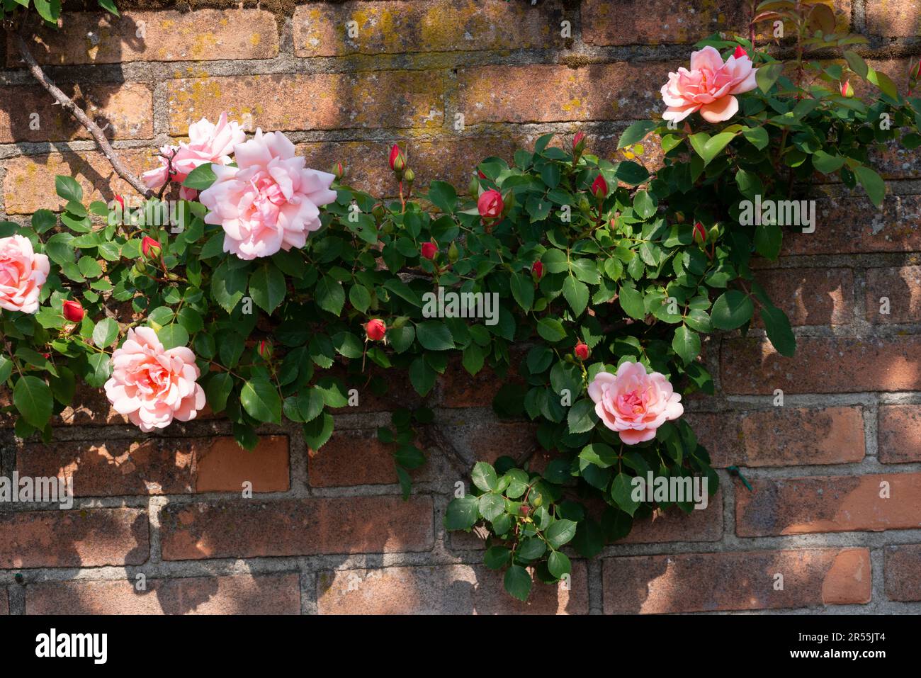 Flowers of a Pink Roses Background Brick Wall Stock Photo