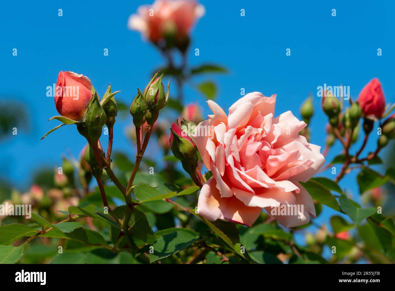 Flowers of a Pink Roses Background Sky Stock Photo