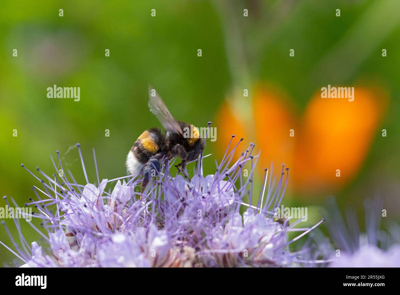 Italy, lombardy, Bumblebee On Purple Tansy Flowers, Phacelia Tanacetifolia Stock Photo