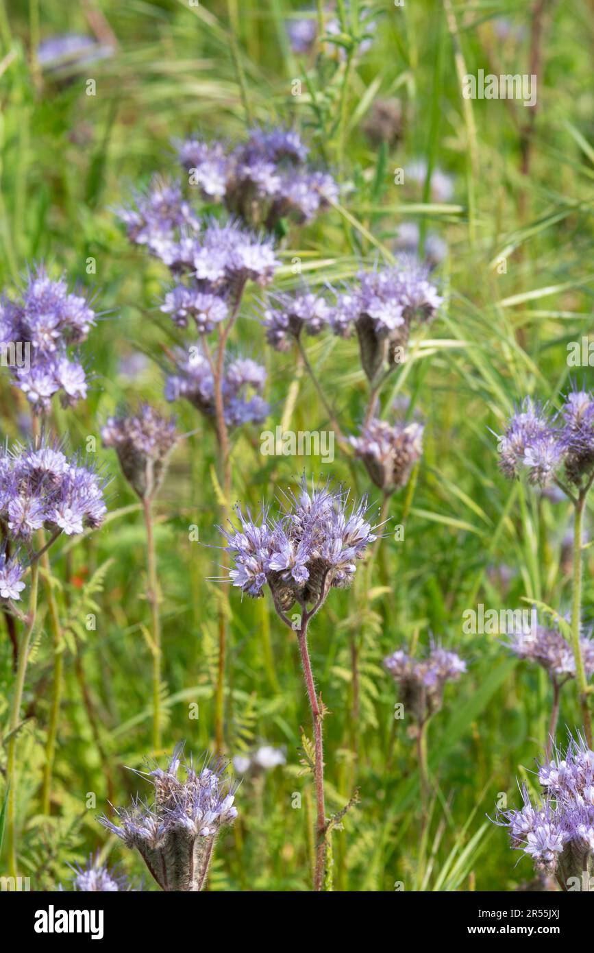 Italy, lombardy, Purple Tansy Flowers, Phacelia Tanacetifolia Stock Photo