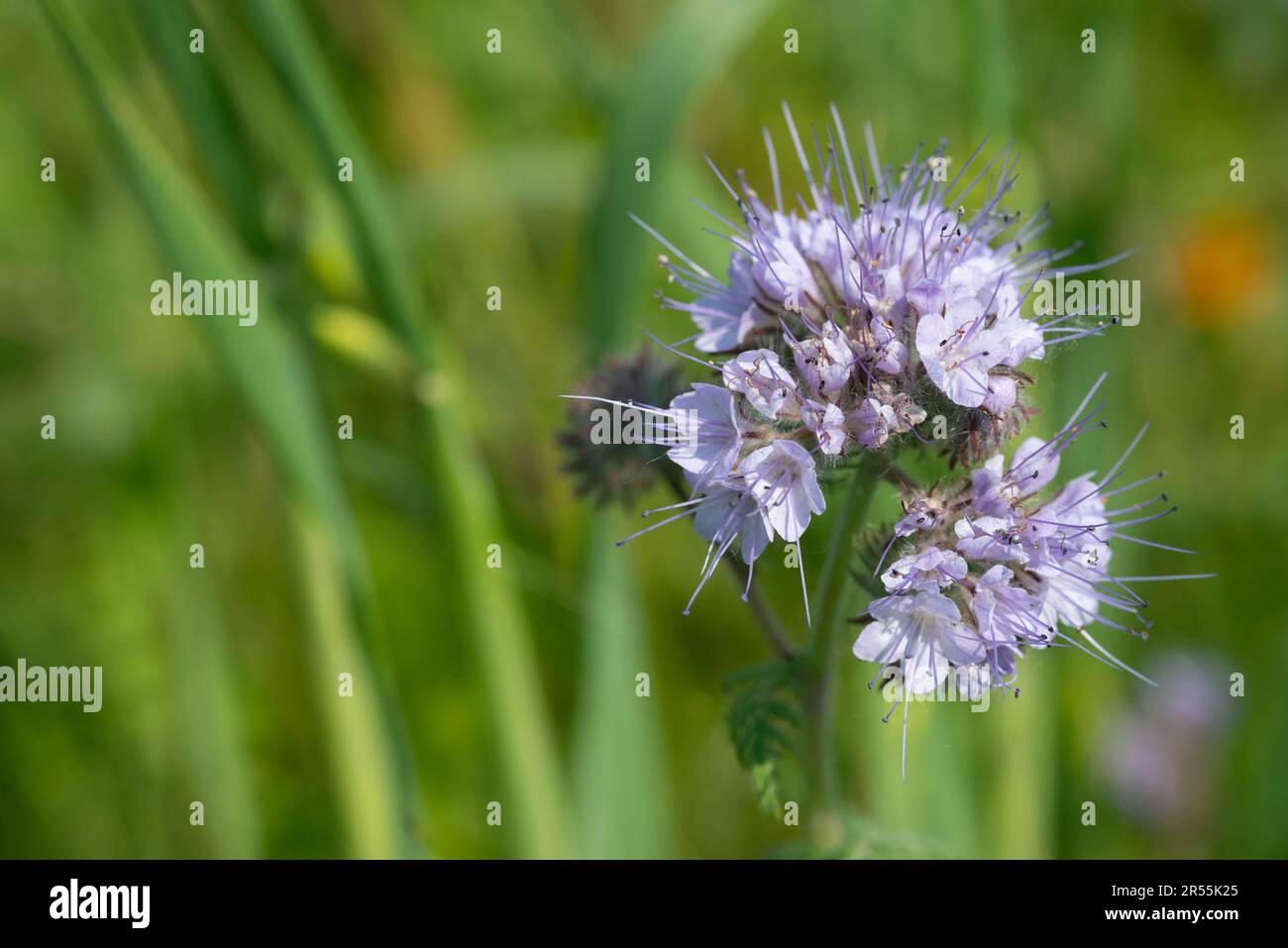 Italy, lombardy, Purple Tansy Flowers, Phacelia Tanacetifolia Stock Photo