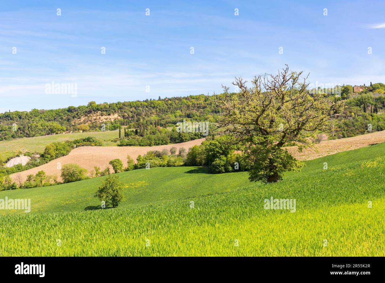 Landscape trees culture hi-res stock photography and images - Alamy