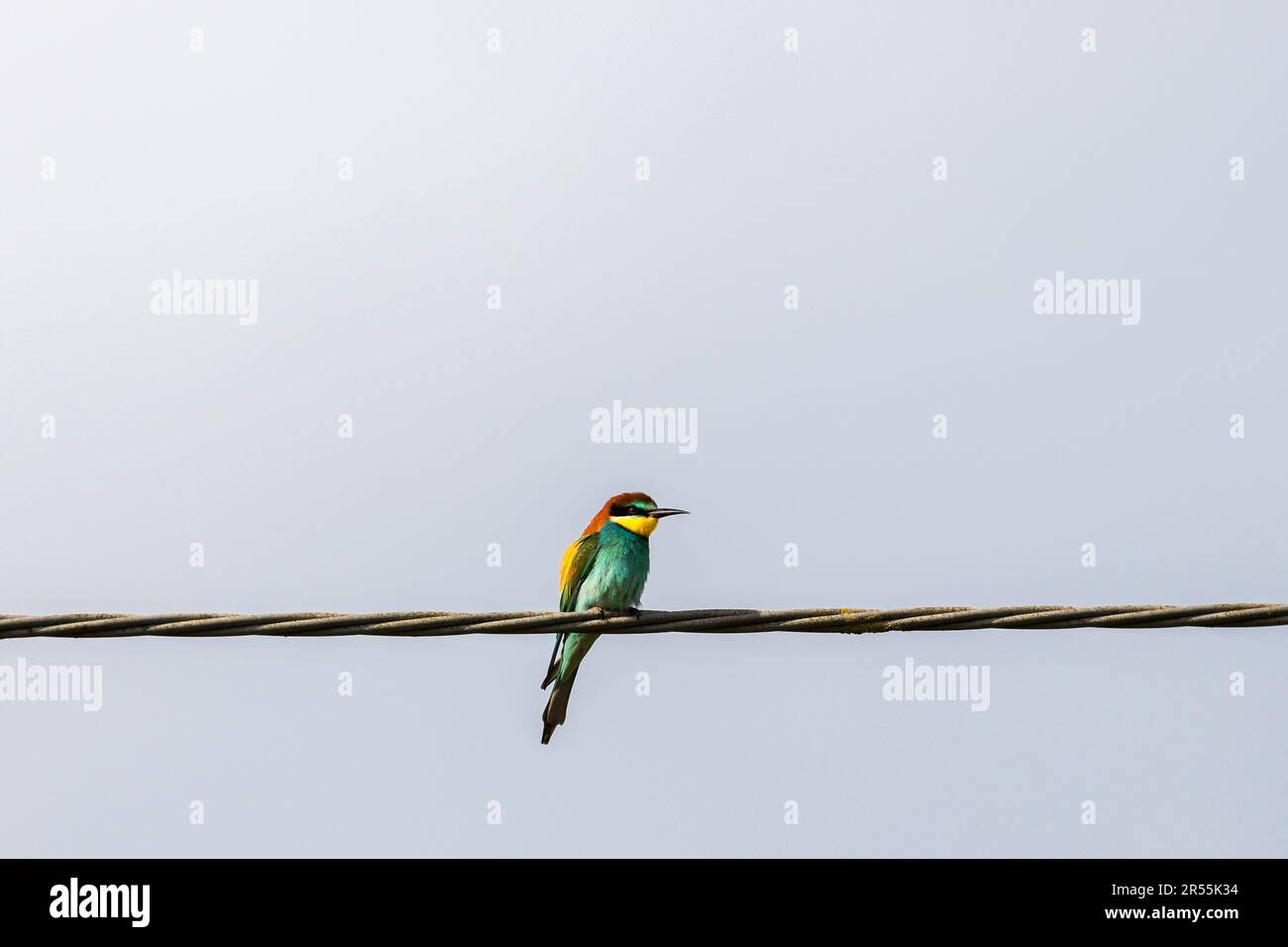 Bee-eater sitting on a wire and looking Stock Photo
