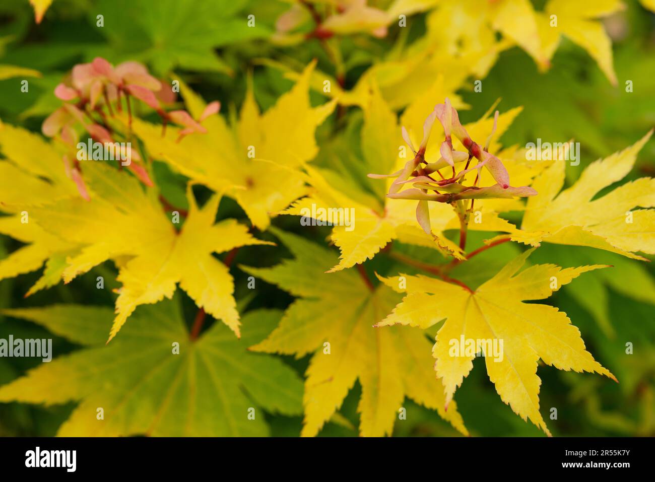 Japanese Maple, Acer Palmatum, Fruits Stock Photo
