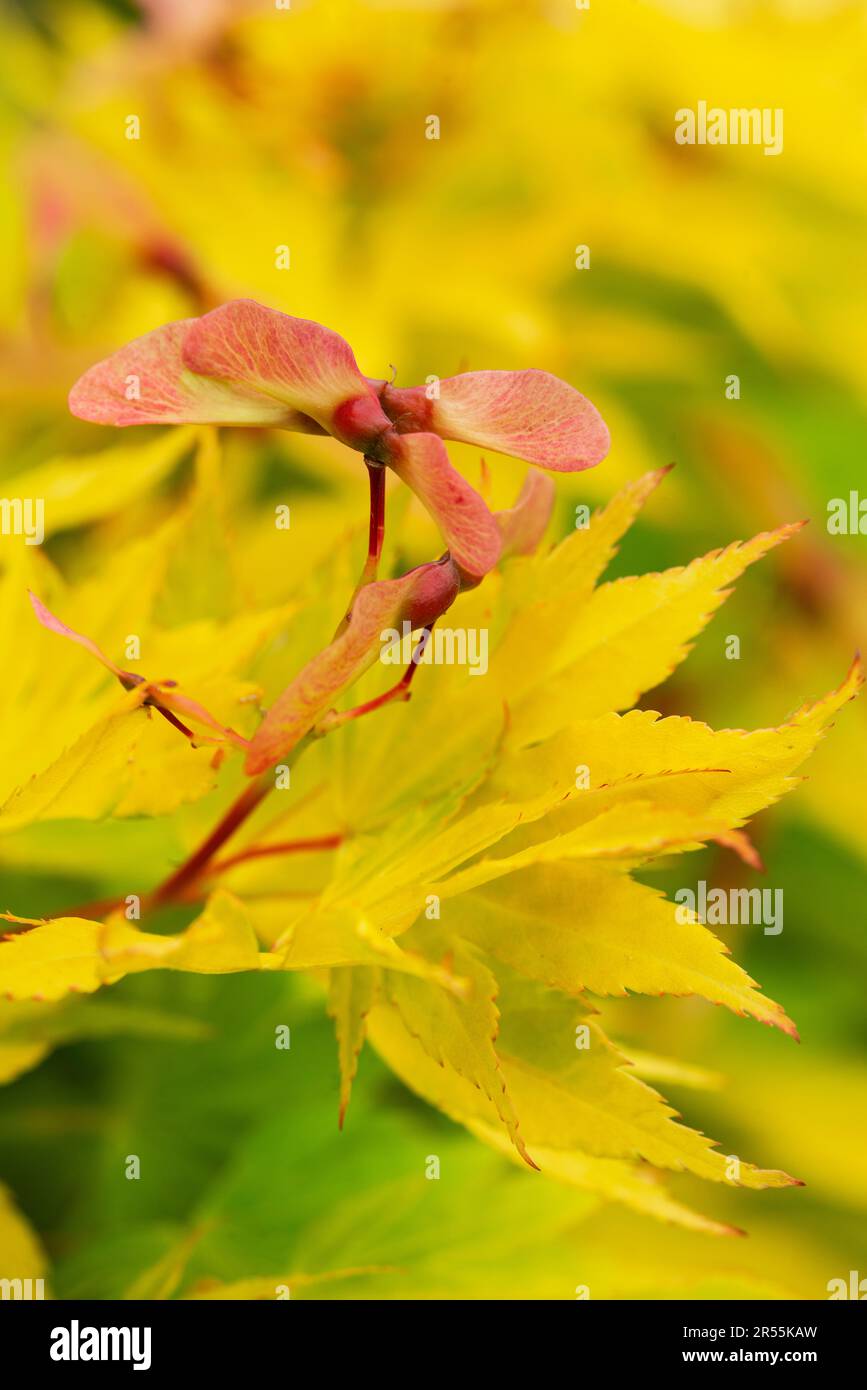 Japanese Maple, Acer Palmatum, Fruits Stock Photo