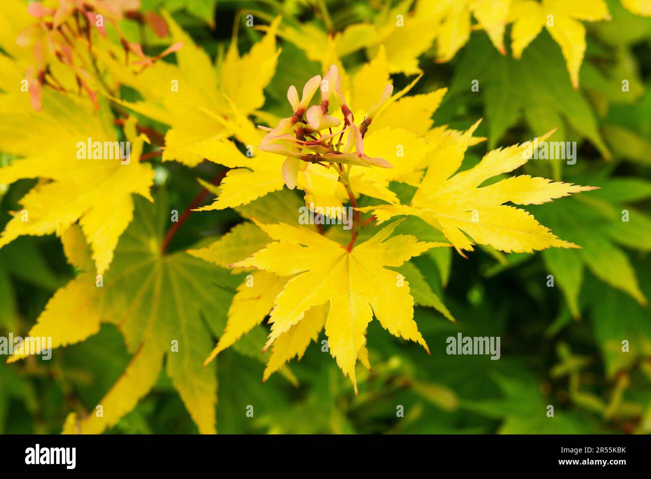 Japanese Maple, Acer Palmatum, Fruits Stock Photo