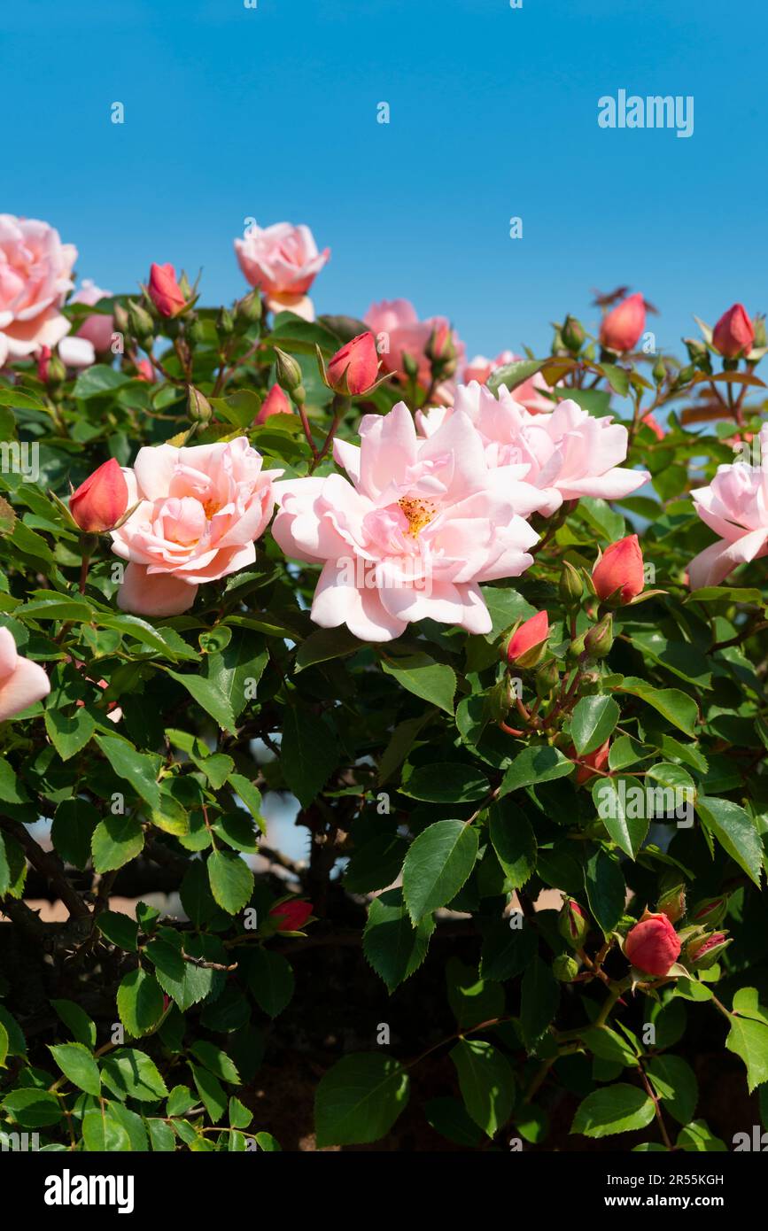 Flowers of a Pink Roses Background Sky Stock Photo