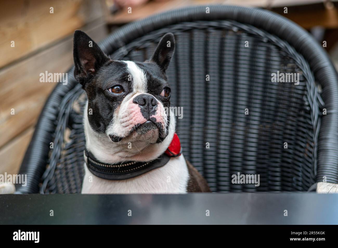 Two year-old Boston terrier seated in a restaurant chair. This breed originates from a crossbreed of Bulldog and Terrier. Stock Photo