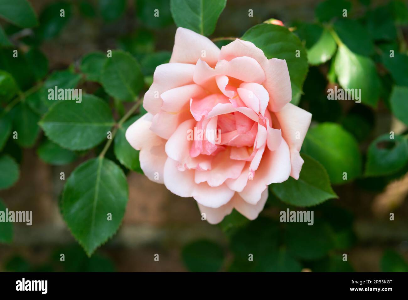 Flowers of a Pink Roses Stock Photo