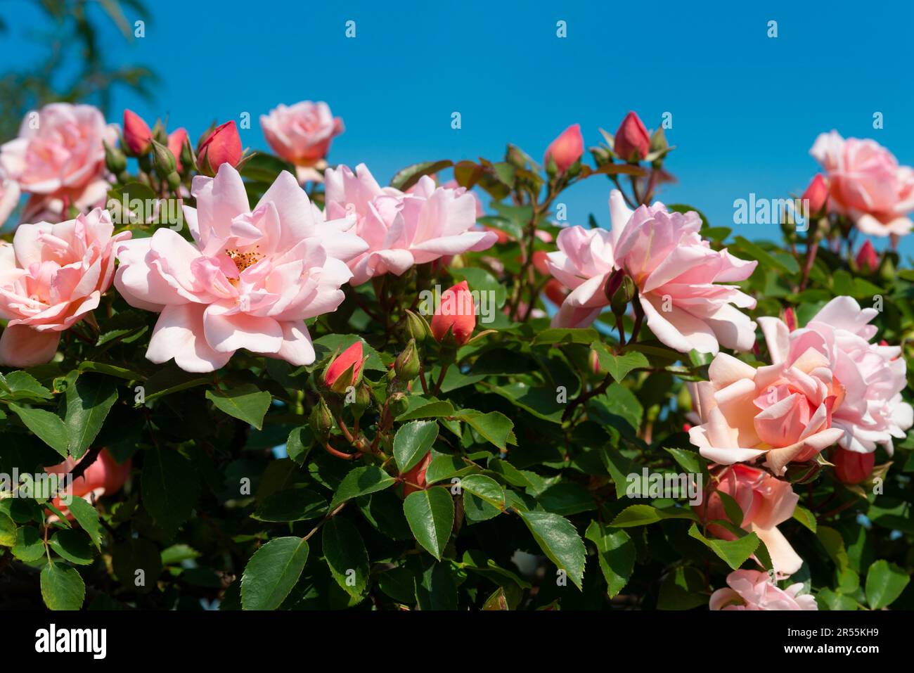 Flowers of a Pink Roses Background Sky Stock Photo