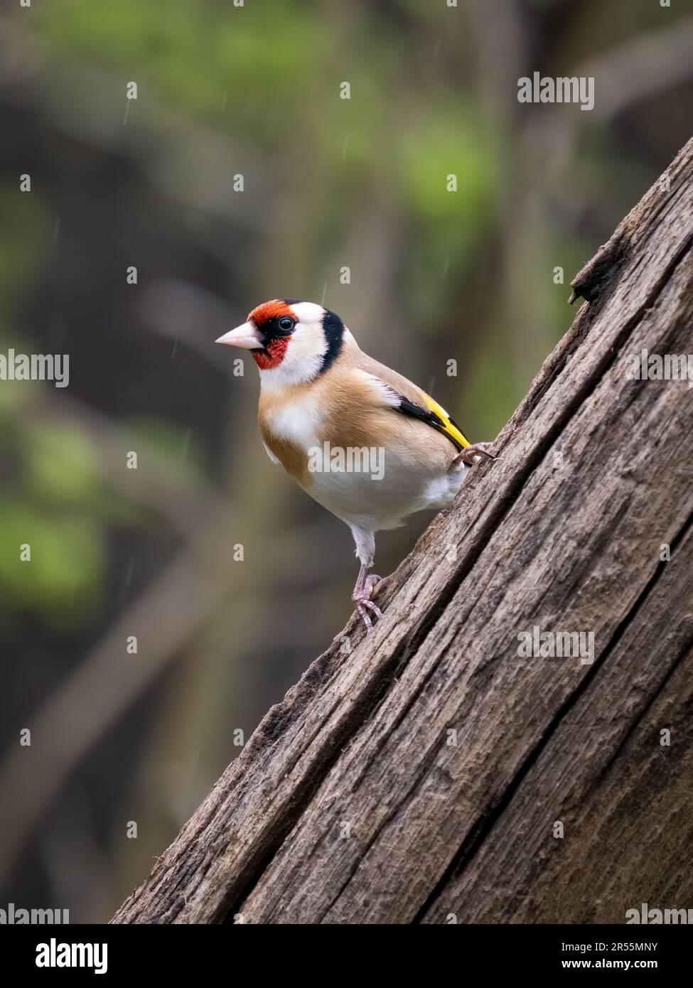 Goldfinch, (Cardduelis carduelis) Stock Photo