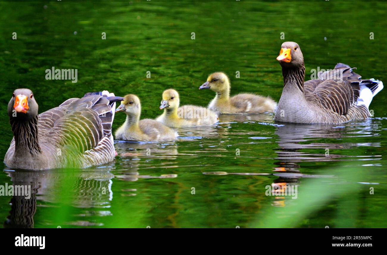 Famiglia di anatre che nuota, anatroccoli in lago, St. James' park, Londra, UK / Family of swimming ducks with ducklings, St. James' park, London, UK Stock Photo