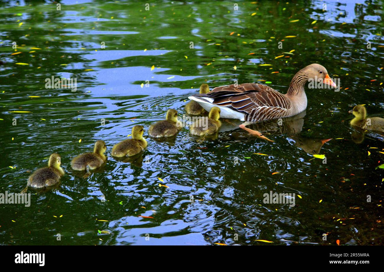 Famiglia di anatre che nuota, anatroccoli in lago, St. James' park, Londra, UK / Family of swimming ducks with ducklings, St. James' park, London, UK Stock Photo