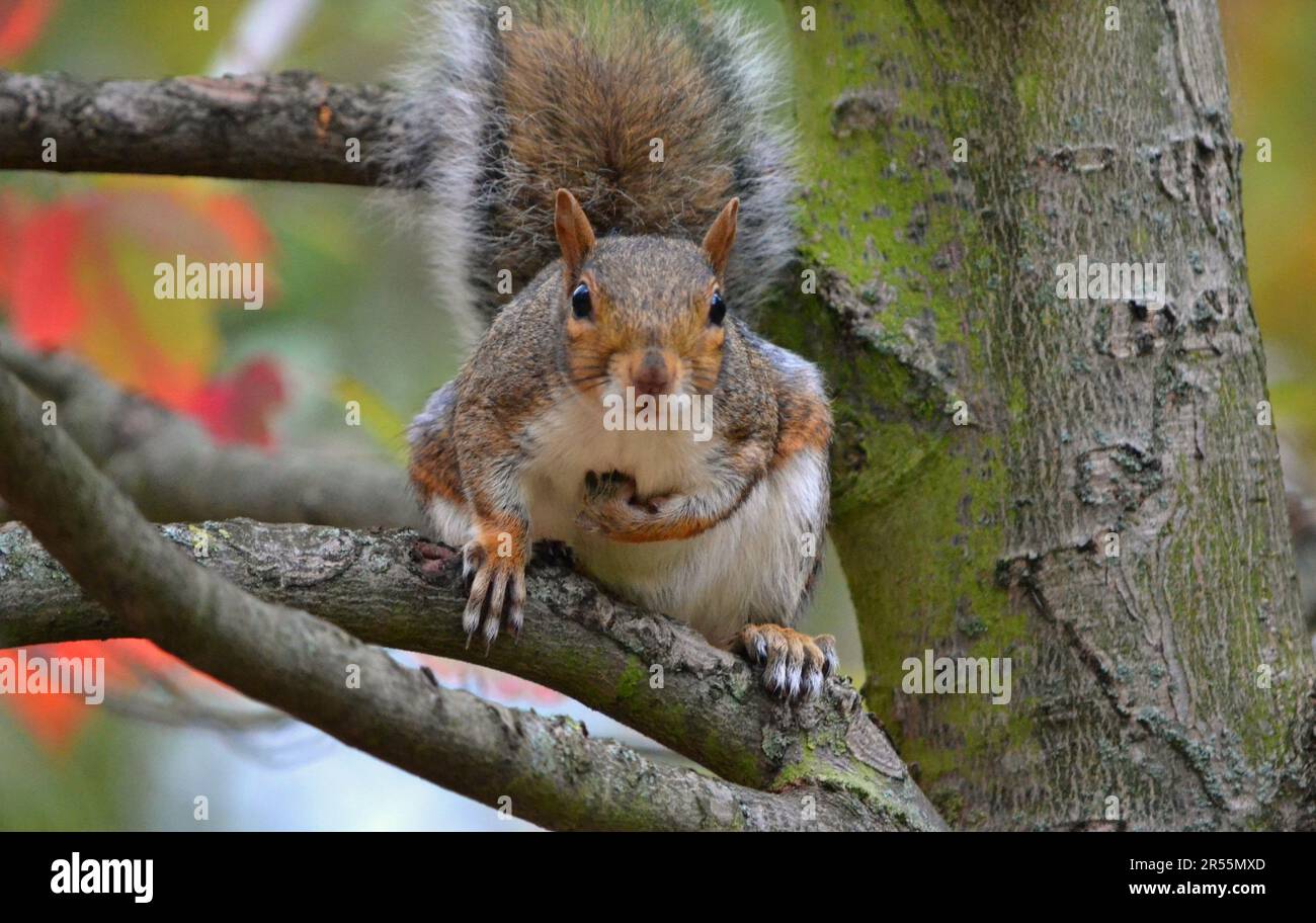 Scoiattolo su albero che indica sé stesso a St. James' Park a Londra, UK / Squirrel on a tree pointing at himself in St. James' Park in London, UK Stock Photo