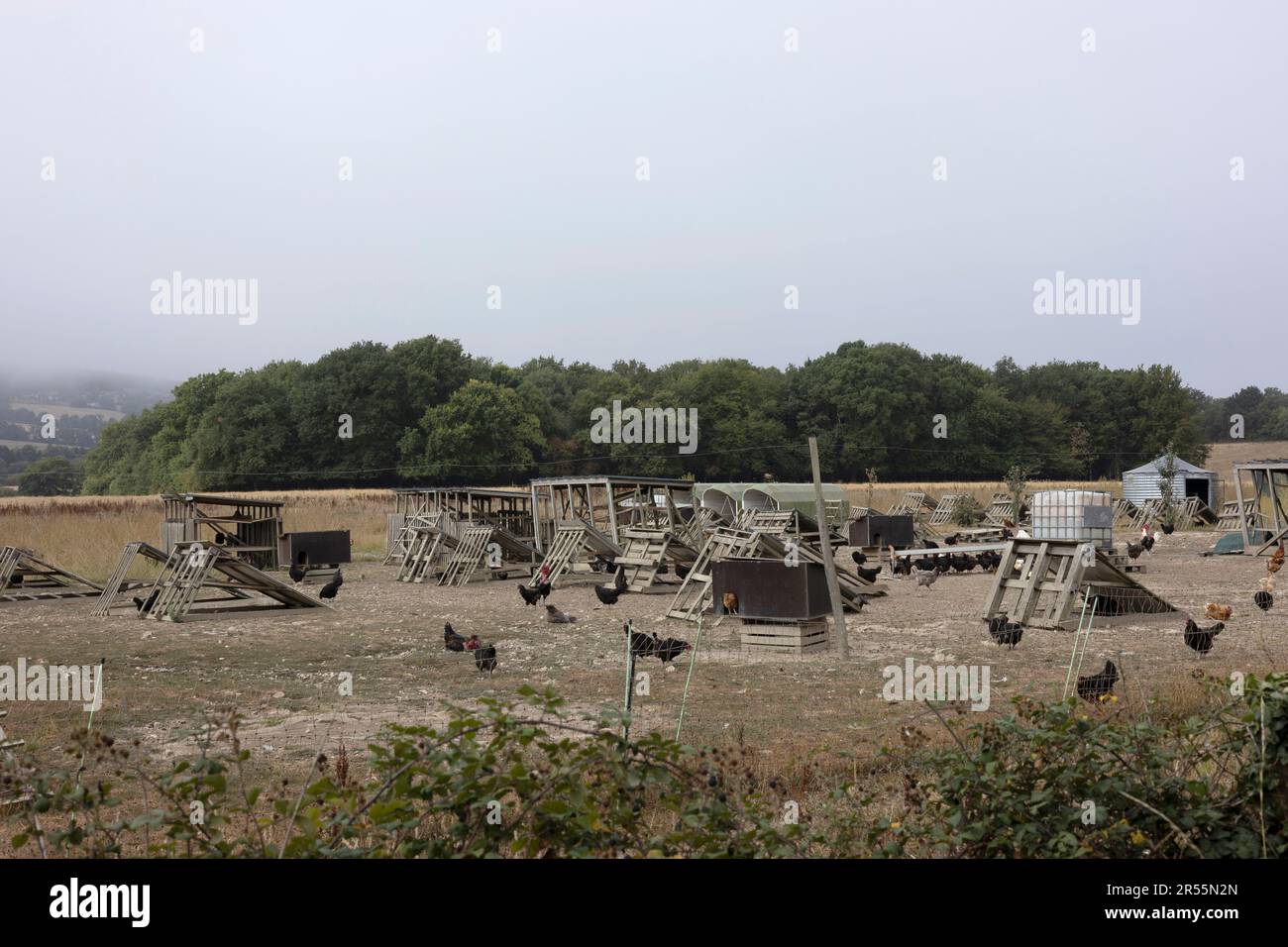 Freerange organic chicken farming in Brittany (northwestern France