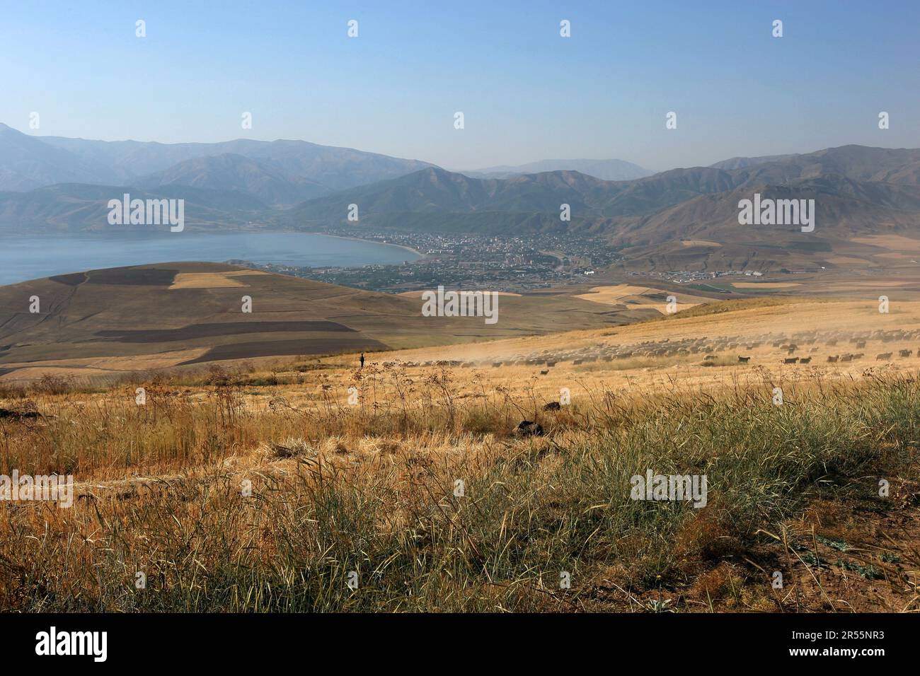 A farmer moves a flock of sheep and goats from a paddock of stubble on a hillside overlooking the town of Tatvan. Tatvan sits on the shore of Lake Van Stock Photo