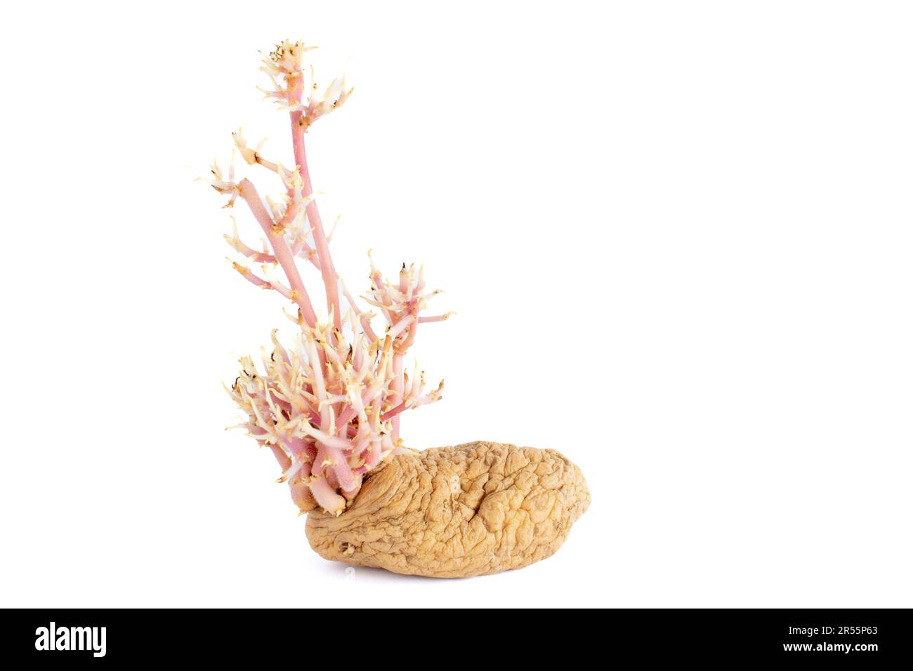 rotten old sprouting potatoes on a white background Stock Photo - Alamy