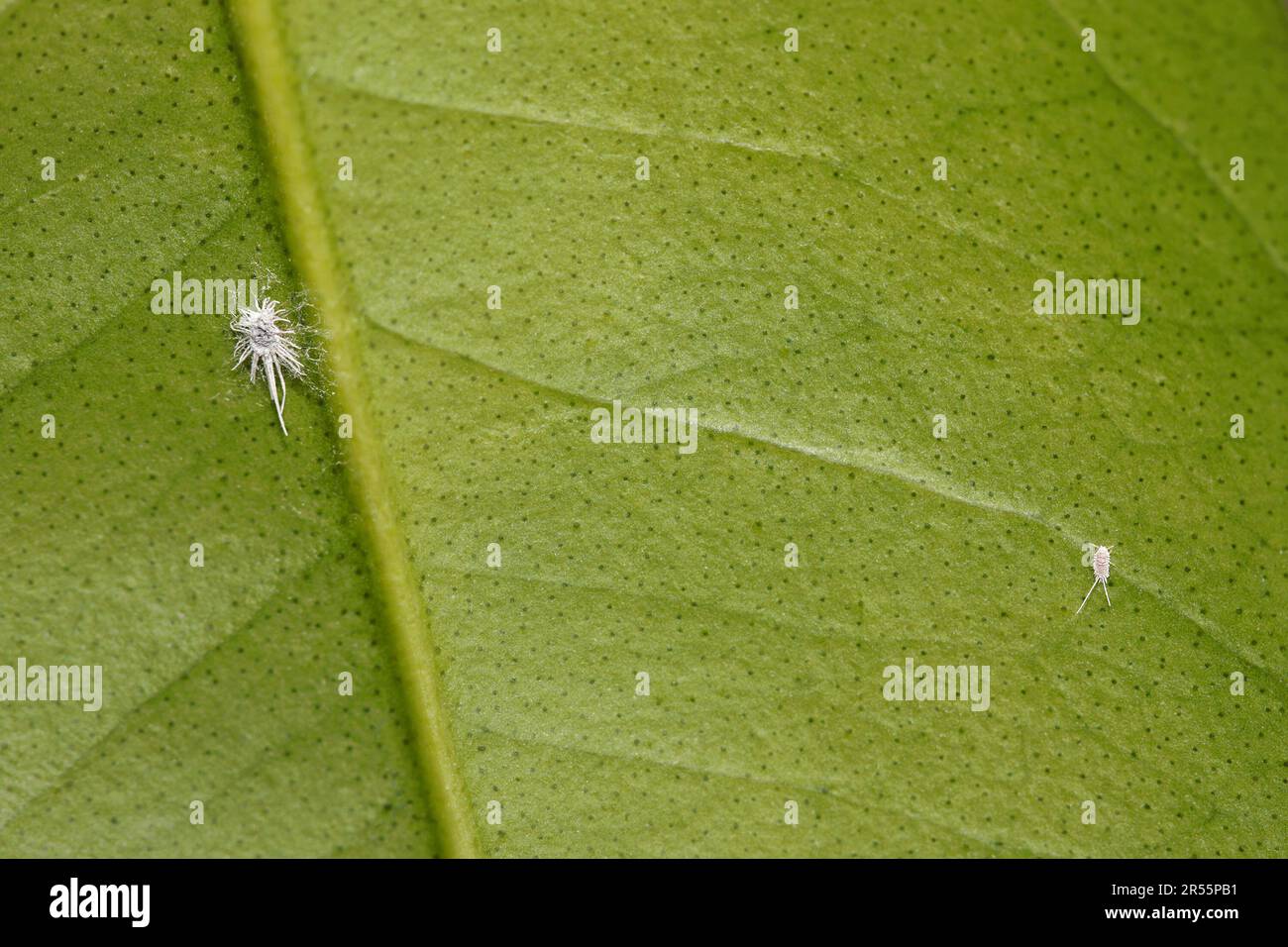 Mealy bugs on a calamandin leaf. Long-tailed mealybug (Pseudococcus longispinus). Female adult and nymph. Stock Photo