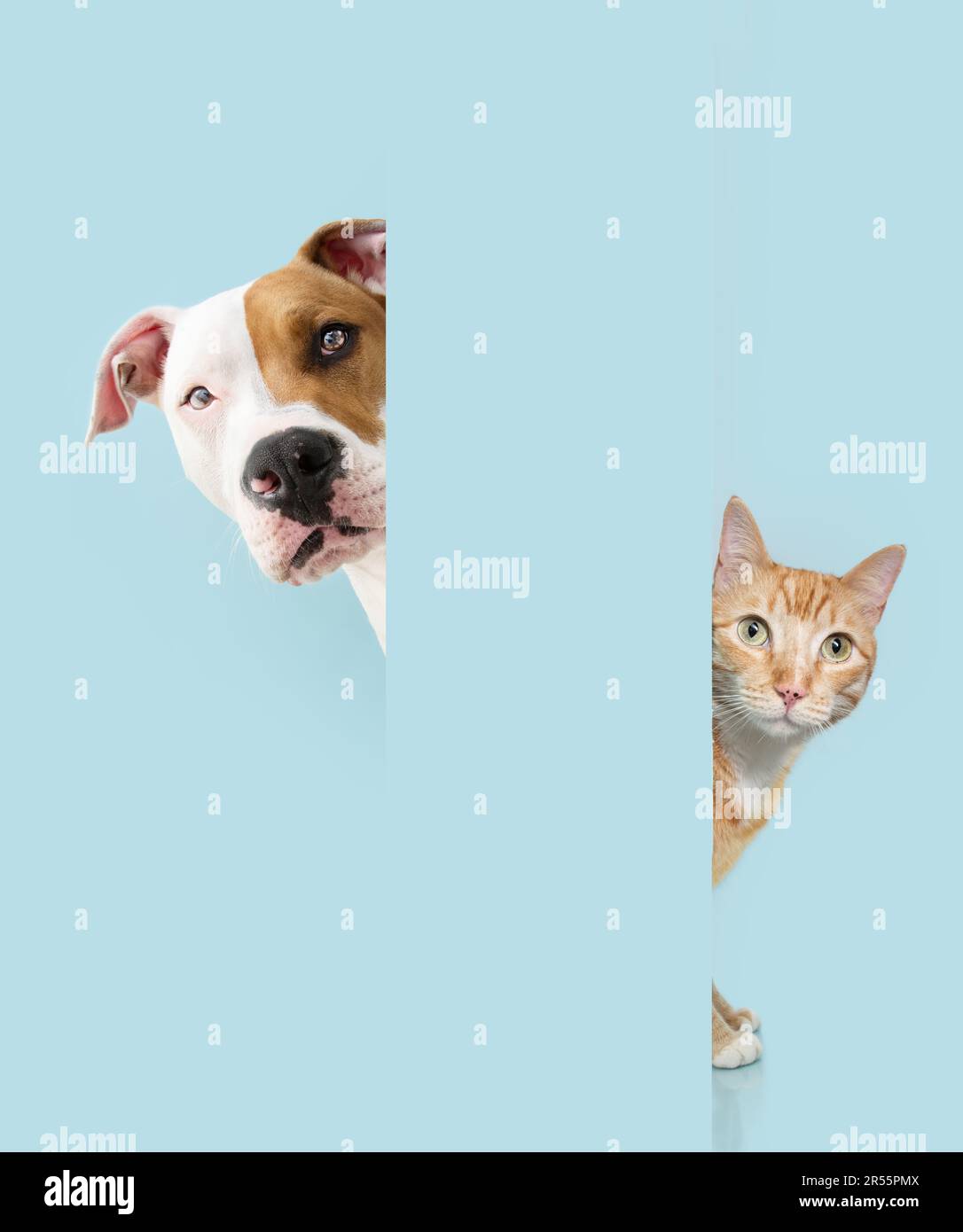 Portrait peeking pets. Hide ginger orange cat and dog behind a blue