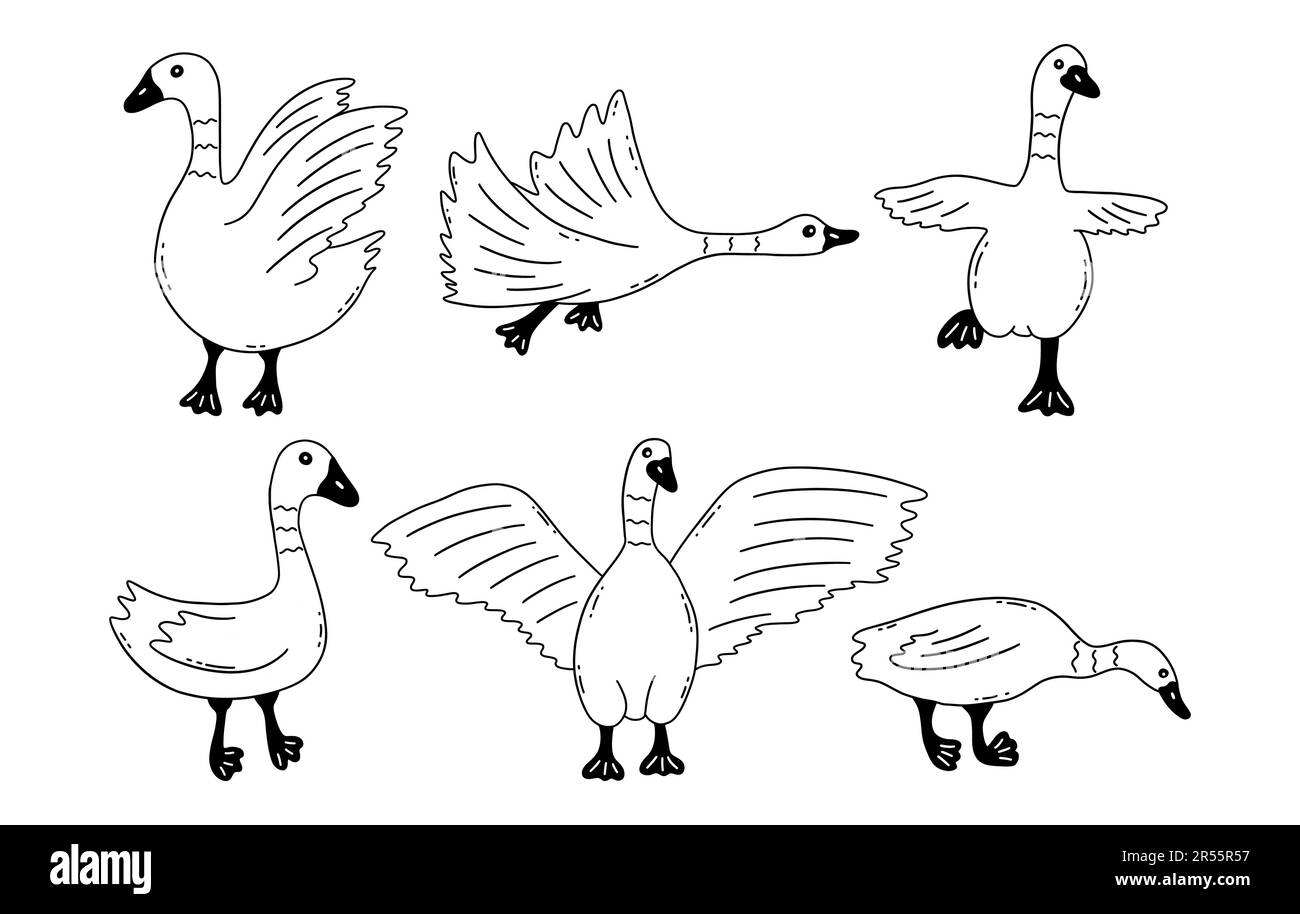 Goose neck pose Stock Vector Images - Alamy