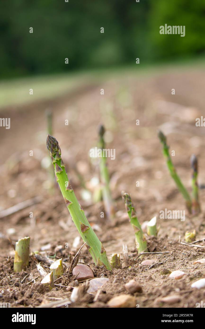 Low view of asparagus growing in a field Stock Photo