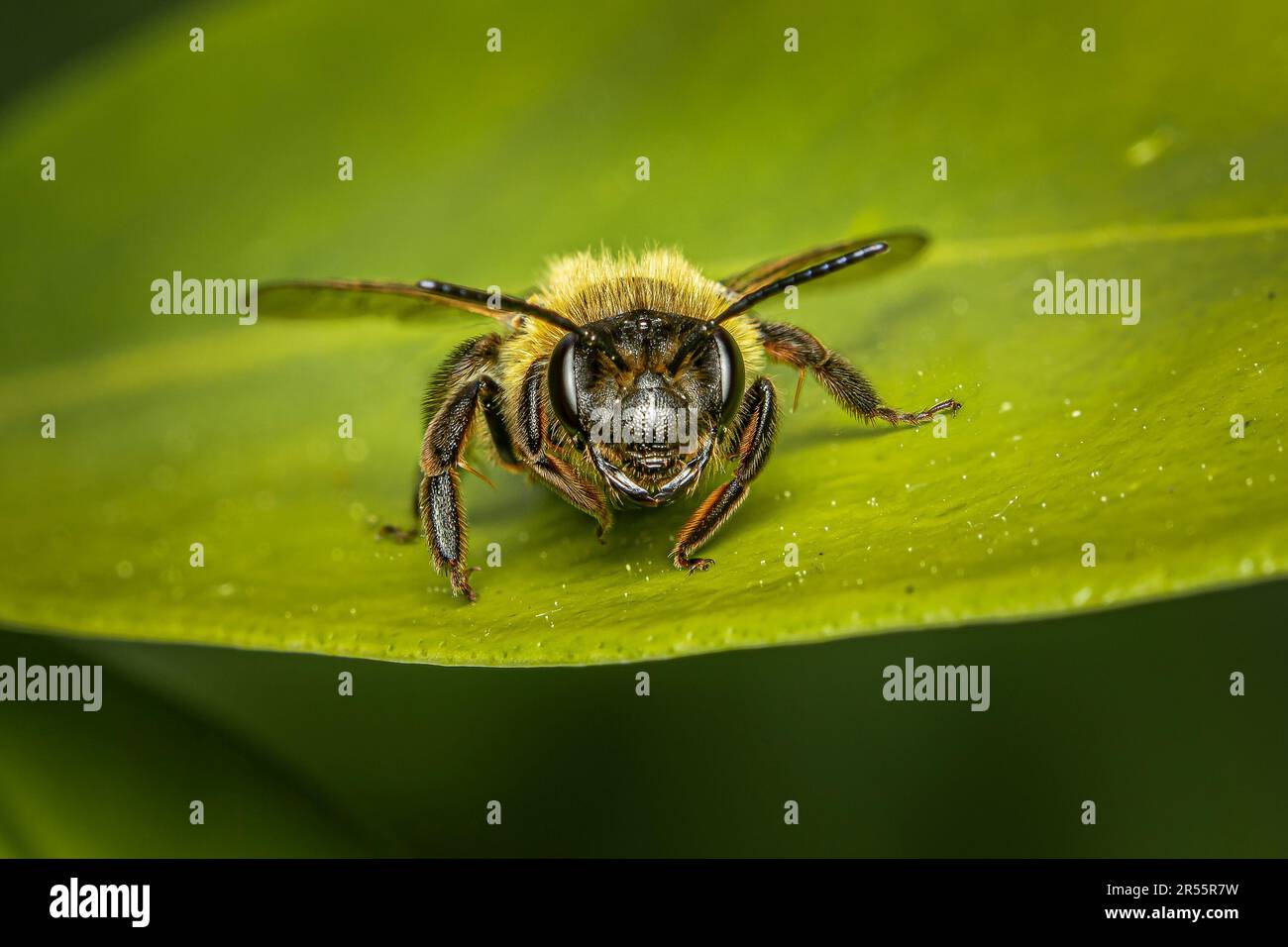 Detailed front view of a honey bee at rest on a green leaf. Stock Photo