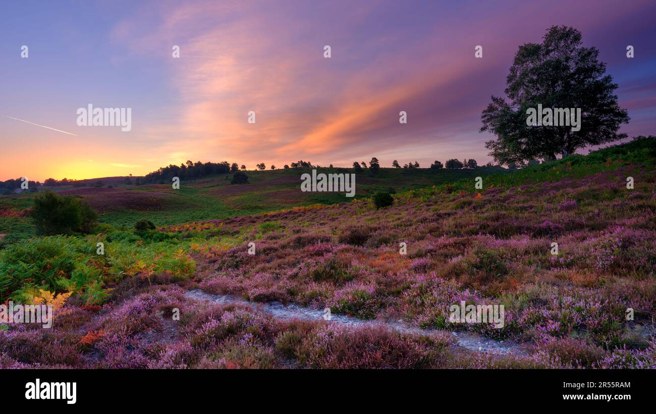 Ling heather new forest hi-res stock photography and images - Alamy