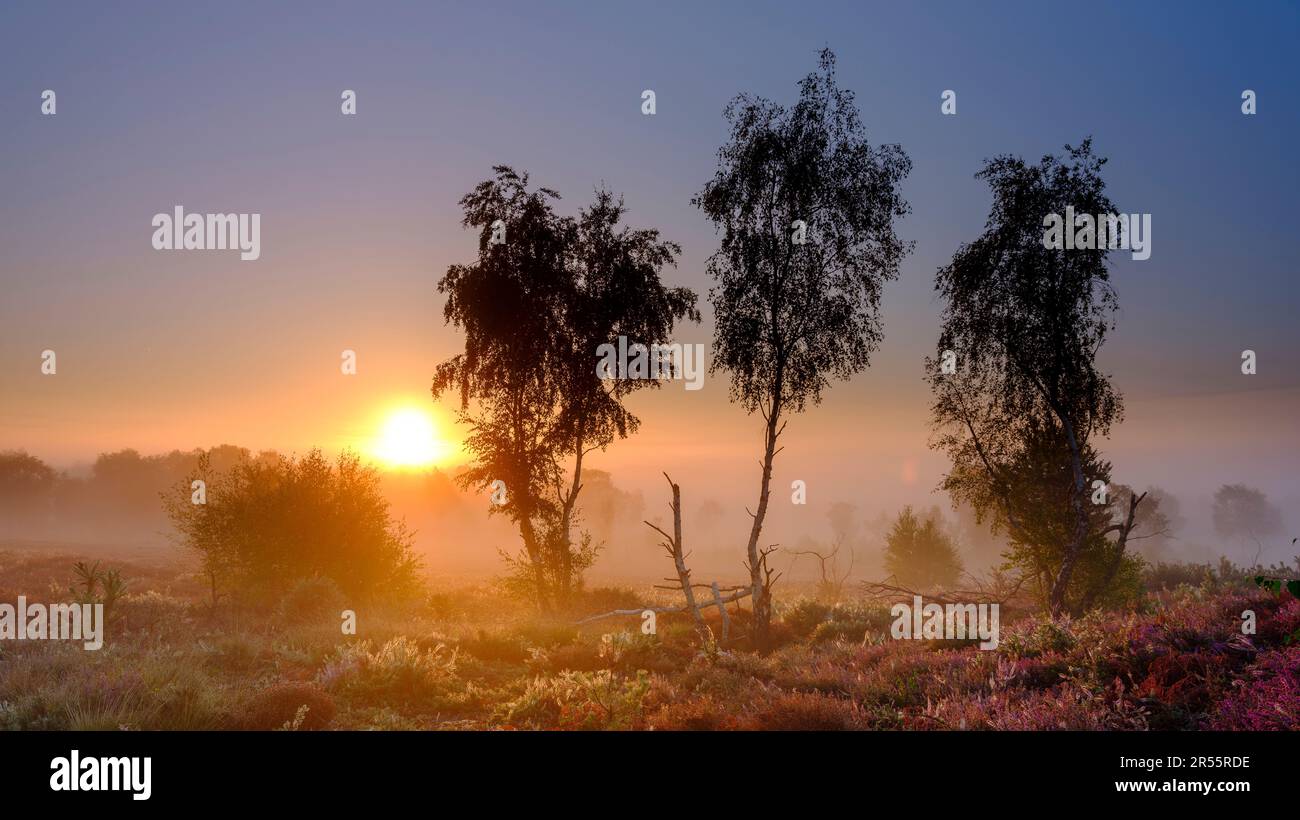 Midhurst, UK - August 26, 2022:  Sunrise on Iping Common, South Downs National Park, West Sussex Stock Photo