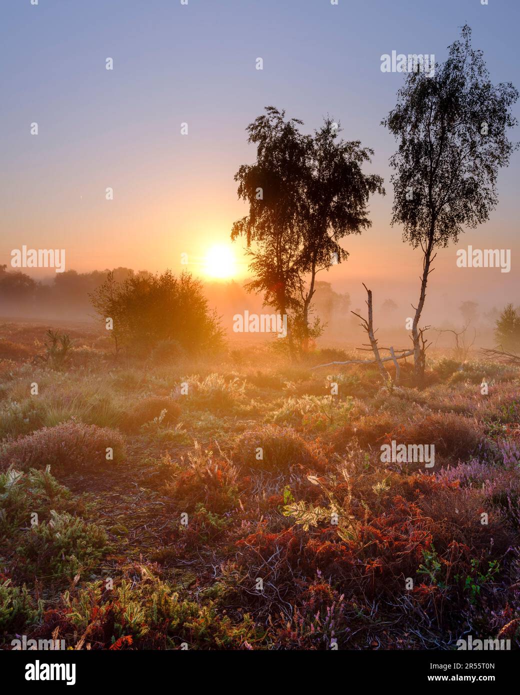 Midhurst, UK - August 26, 2022:  Sunrise on Iping Common, South Downs National Park, West Sussex Stock Photo
