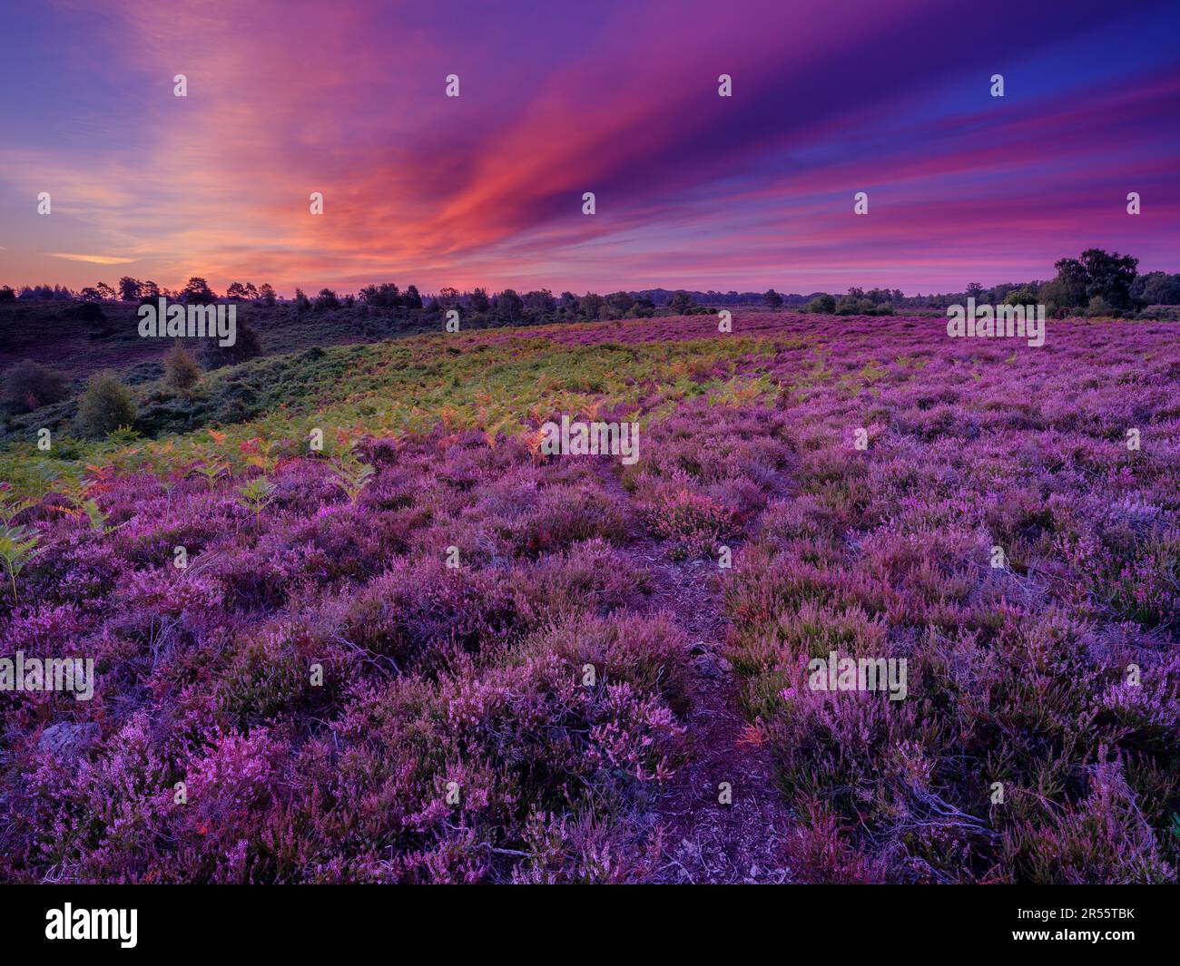 Linwood, UK August, 6 2022 Sunrise over the heather of Rockford