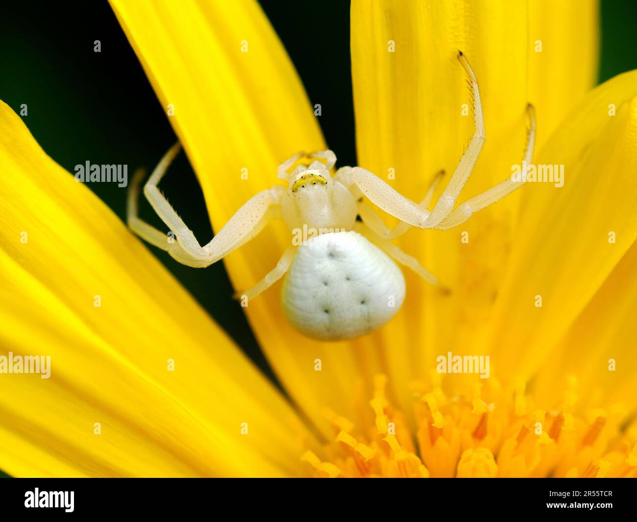 Macro of white crab spider (Misumena vatia) on yellow daisy flower seen from above Stock Photo