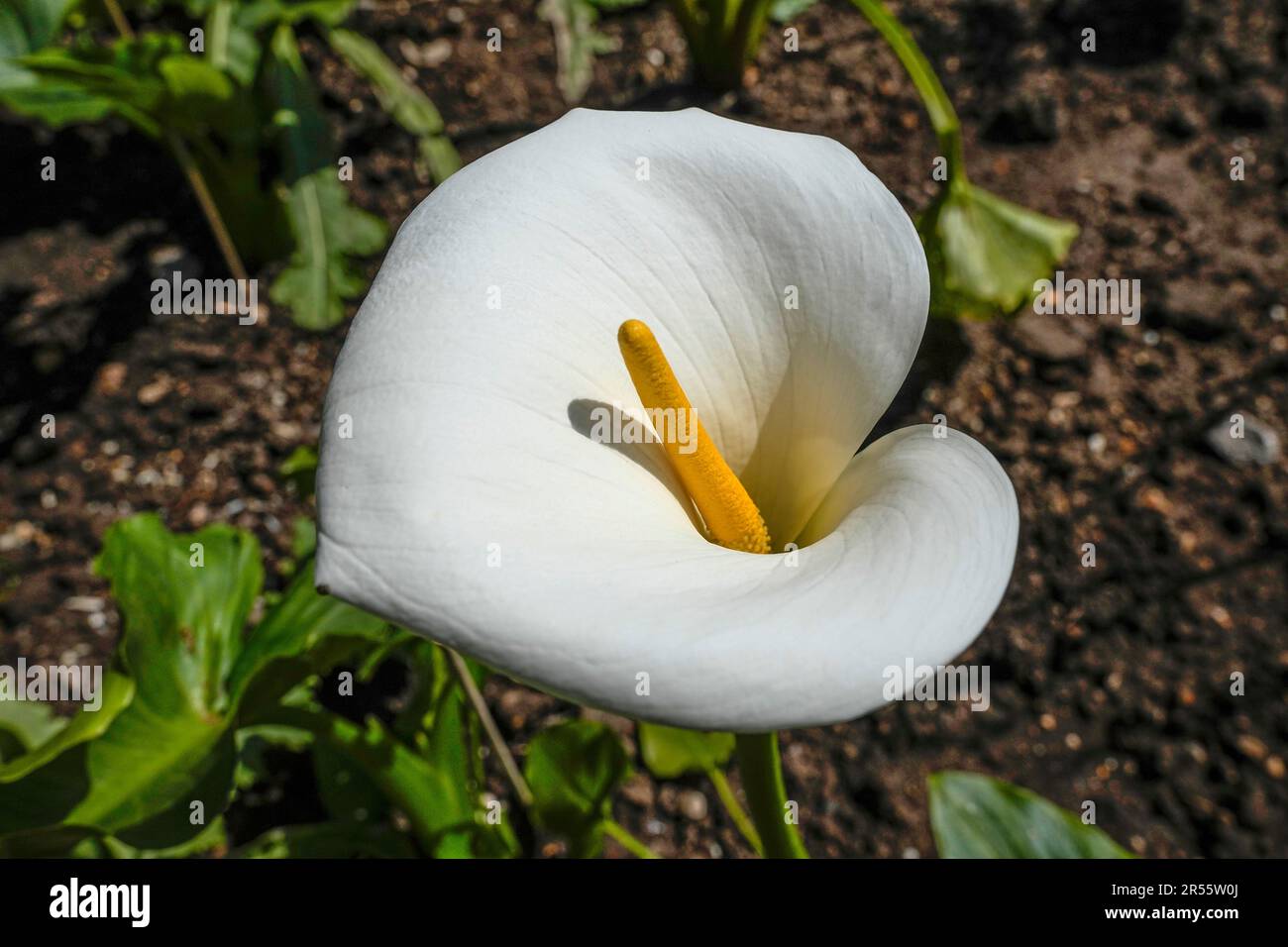 A Calla Lily is photographed at the perfume gardens of the Chateau
